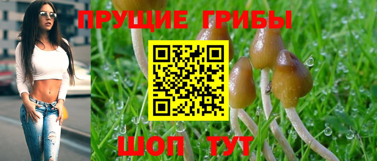 Псилоцибиновые грибы Psilocybe  магазин продажи наркотиков  Миллерово  Вход с VPN 